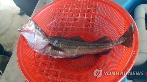 경북 울릉 북면 앞바다에서 잡힌 명태. [독자 제공=연합뉴스]