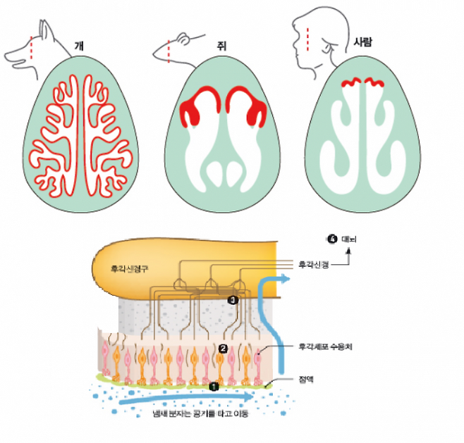 [여기에 과학] 마약 잡고 실종자 찾는 체취견, 냄새 얼마나 잘 맡길래