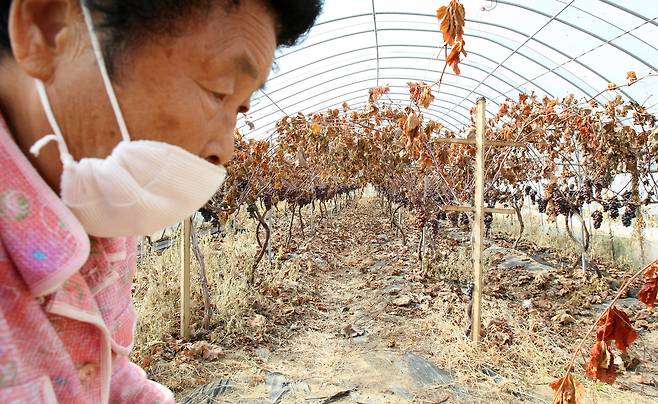 경북 구미시 산동면 봉산리 한 주민이 불산(불화수소) 누출 사고로 피해를 입은 포도재배 비닐하우스를 살펴보고 있다. [중앙포토]