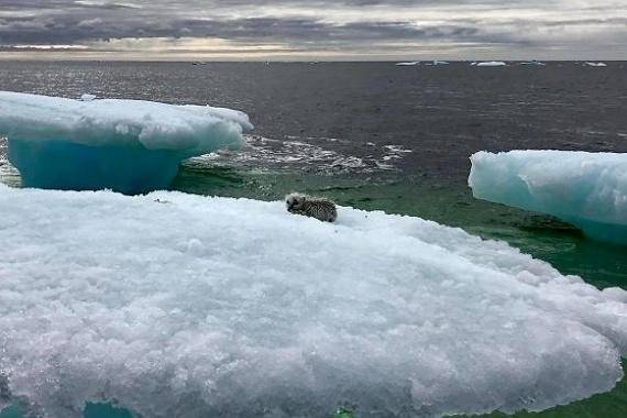 빙산 위에 갇힌 북극여우 [사진=보어드판다]