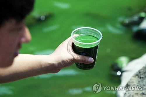 영산강에서 관측된 녹조 [연합뉴스 자료사진]