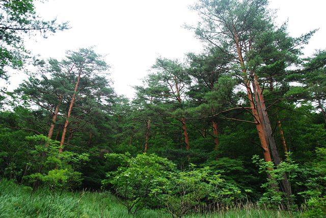 경북 울진에 조성된 금강소나무와 산지습지. 국립생태원 제공