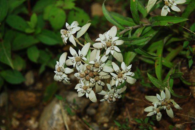 강원 고성군 향로봉 가장자리에 서식하는 왜솜다리. 국립생태원 제공