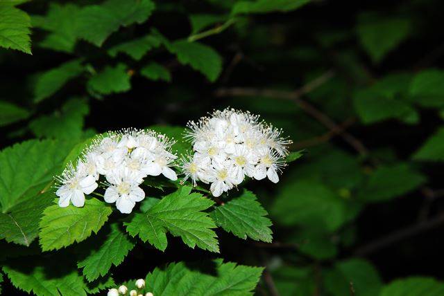 경북 울릉군 울릉도에 피어난 섬국수나무. 국립생태원 제공