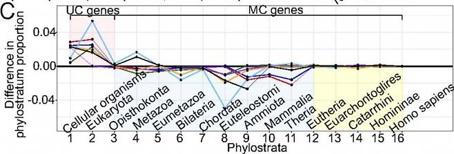 정상세포에 비해 단세포성이 커진 게 암세포라는 걸 증명하는 실험 데이터다. 사람 유전자를 진화 역사에 따라 16단계로 분류한 뒤 각각의 유전자 발현패턴을 비교해보면 암세포에서 단세포 유전자(1~3단계)는 발현량이 는 반면 다세포 유전자는 줄거나(4~11) 변화가 없다(12~16). 깃편모충류와 동물의 공동조상인 후편모류(Opisthokonta)가 변곡점임을 주목하라. - ‘미국립과학원회보’ 제공