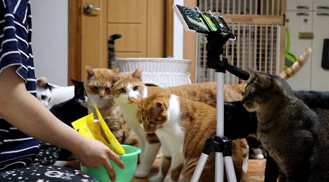 ‘22똥괭이네’ 고양이들이 촬영하는 모습이다. ‘22똥괭이네’ 임아무개씨 제공