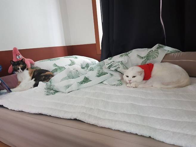 ‘캐츠패치’ 고양이들이 쉬고 있다. 염지연씨 제공