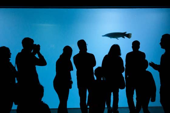 아쿠아리움 시스템의 핵심은 수온을 낮게 유지하면서도 자연상태의 바다와 유사하게 노폐물을 제거할 수 있는 '순환여과 과정'에 있다. 연구목적으로 만들어진 아쿠아리움 시스템의 안정성이 확보되면, 극지해양생물의 양식이나 관상용 아쿠아리움 등 다른 곳으로도 사용처가 확대될 전망이다. 사진은 2017년 10월21일 개관한 스위스 로잔의 '아쿠아티스' [AP=연합뉴스]