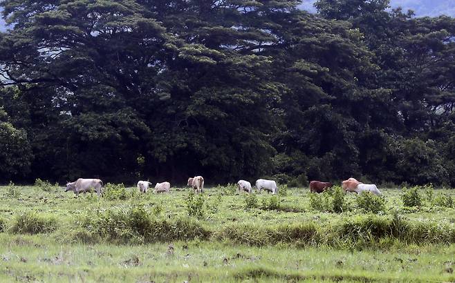 팔라완 이와힉 개방형 교도소에서 죄수들이 키우는 소. 변선구 기자