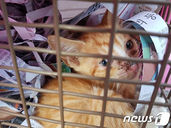 13일 오후 부산 동래구 재개발사업지역으로 지정된 온천2구역에서 구조된 새끼고양이.© News1 조아현 기자