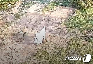 지난달 29일 오전 9시쯤 가방 도난 신고가 접수된 충북 음성군의 한 비닐하우스 농장 인근에서 강아지가 가방을 물고 이동하는 모습이 CCTV에 찍혔다. (충북지방경찰청 제공)© News1