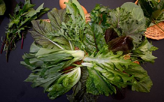 맛과 향이 각양각색으로 여름철 잃어버린 입맛을 되살려주는 쌈 채소들. 폭염이 계속되는 복더위에도 맛있는 쌈장 한 종지와 어울려 ‘밥도둑’ 노릇을 톡톡히 해낸다.   신창섭 기자 bluesky@