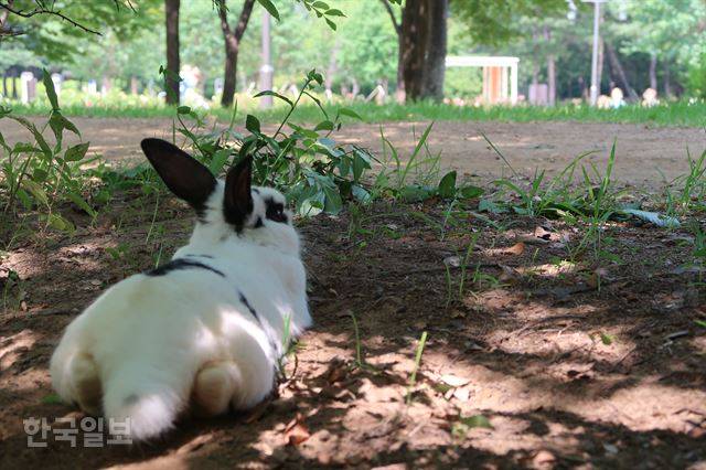 서울 반포동 몽마르뜨 공원에 토끼가 누워있다. 이순지 기자
