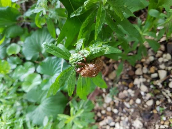 매미가 남긴 허물. 강찬수 기자