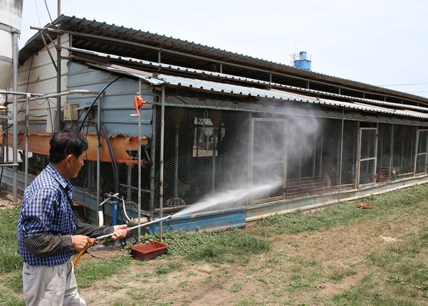 전국적으로 기록적인 폭염이 이어지는 가운데 24일 충북 증평군 증평읍의 증평영농조합 양계장에서 관리자가 온도를 낮추기 위해 물을 뿌리고 있다./조선DB