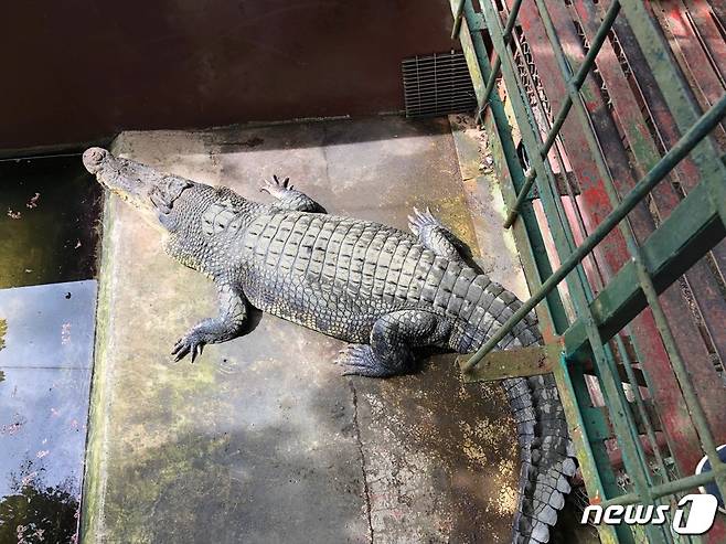 악어농장에 있는 악어. 바라보기만 해도 오싹해진다.© News1 문대현 기자