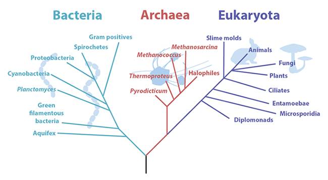 1990년 이후 만들어진 `생명의 나무(Tree of Life)’입니다.