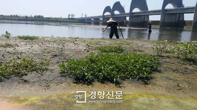 26일 찾은 영산강 승촌보는 두가지 모습이었다. 보 개방이후 물이 흐르기 시작한 강 중간 지점은 깨끗했지만 보 고정구조물 때문에 흐름이 막힌 강변 고인물에는 녹조가 번성했다.