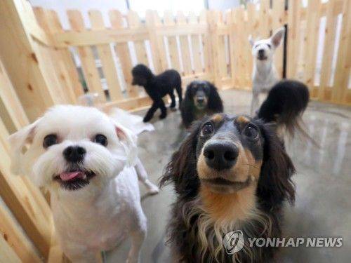 애견호텔. 사진은 기사 중 특정표현과 관계없음. 사진=연합뉴스