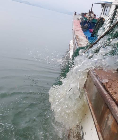전남 고흥군은 어민들이 피해를 호소함에 따라 지난달 27일부터 이달 7일까지 어선 198척을 투입해 해파리 2821t을 구제했다고 8일 밝혔다. 고흥군은 13일부터 2차 해파리 구제작업을 벌일 계획이다. 고흥군 제공