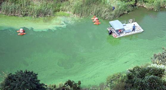 13일 충남 부여군 백제보 일원의 금강 물줄기가 폭염으로 확산된 녹조로 녹색을 띄고 있다. 백제보는 현재 지하수 고갈을 주장하는 농민 민원으로 수문이 닫혀있는 상태이다. [뉴스1]