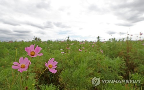 한풀 꺾인 더위 한풀 꺾인 더위      (대구=연합뉴스) 김준범 기자 = 대구·경북 지역 낮 최고기온이 30도를 밑도는 날씨를 보인 17일 오후 대구 하중도에 코스모스가 피어 있다. 2018.8.17      psykims@yna.co.kr  (끝)