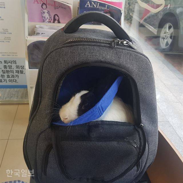 12일 수술 직후 촬영한 랄라의 모습. 목에 ‘넥칼라’를 채웠는데, 상처 부위를 혀로 핥는 것을 막아준다.