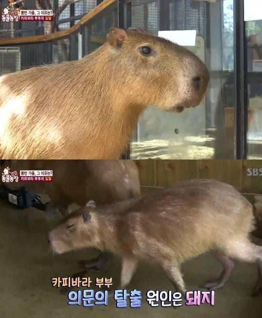 19일 방송된 SBS ‘동물농장’에 등장한 설치류 카피바라. 방송 캡처.