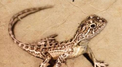 초원 귀없는 도마뱀