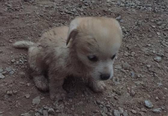 구조 직후 절미의 모습. [사진 인절미 인스타그램]
