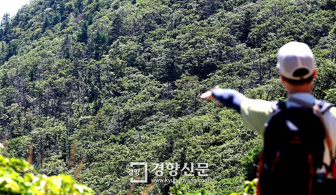 지리산 돼지령에서 바라본 노고단 아래의 고사한 구상나무들. 정지윤기자