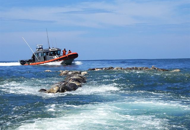 멕시코 오악사카주 산타마리아 콜로테펙 해안에서 28일(현지시간) 멕시코 해군보트가 어망에 걸려 떼죽음을 당한  멸종위기 바다거북 사체 앞을 지나가고 있다. 로이터 연합뉴스