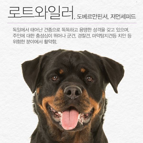 ⓒ데일리안 = 이보라 디자이너