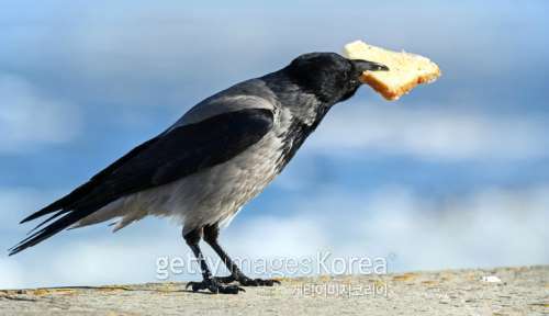 [사진=게티이미지]