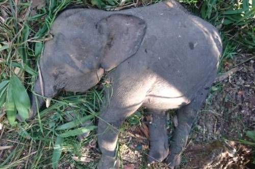 2018년 7월 23일 말레이시아령 보르네오 섬 사바 주에서 발견된 새끼 피그미 코끼리의 사체. [일간 더스타 홈페이지 캡처=연합뉴스]