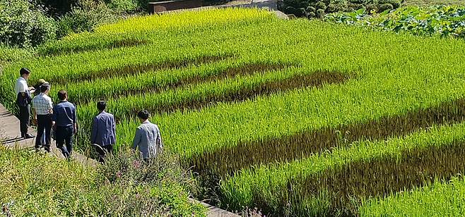 충남 태안군 소원면 천리포수목원 논에 벼가 익으면서 자색 피아노 건반 형태가 모습을 드러내고 있다. 5월에 손모내기를 한 580㎡ 규모의 이 논에는 부분적으로 벼 잎이 자주색을 내는 품종을 심어 피아노 건반을 형상화했다. 연합뉴스.