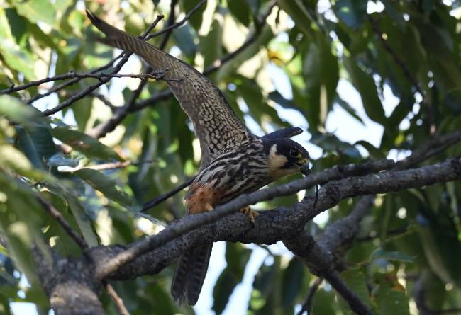 먹이를 가지고 둥지로 향하는 새호리기.