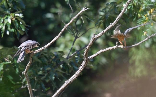 수컷 새호리기가 나뭇가지에 앉자 암컷이 먹이를 전달받으러 갈 준비를 한다.