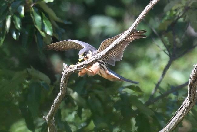 사냥한 왕잠자리를 전달받아 자리를 이동하는 암컷.