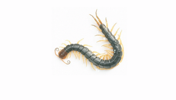 중국 붉은 머리 지네 - 위키피디아 자료