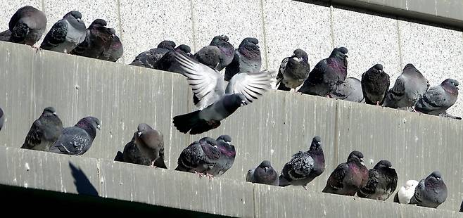 서울지역 최저 기온이 영하 11도까지 내려간 지난해 12월 27일 서울시 종로구 조계사 불교역사 박물관 건물 난간 양지바른 곳에 비둘기들이 나란히 앉아 햇볕을 쬐고 있다. [연합뉴스]
