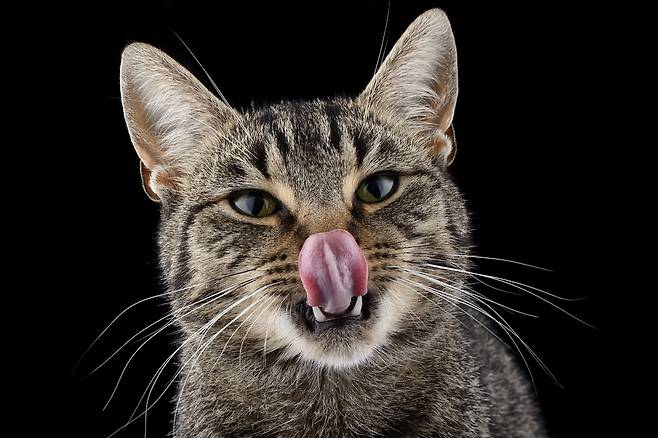 ‘고양이는 작은 개가 아니다’라는 말이 있듯이 고양이의 영양 요구량은 개보다 훨씬 까다롭다. 클립아트코리아 제공