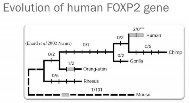 아미노산 715개로 이뤄진 FOXP2 단백질은 7000만 년 전 갈라진 설치류와 영장류 사이에 단 한 곳만 다를(설치류에서 변이 일어남) 정도로 보존도가 높다. 그만큼 동물의 생존에 중요하다는 뜻으로 실제 이 유전자가 둘 다 고장 난 개체는 태아발생과정이나 태어난 직후 죽는다. 그런데 600만여 년 전 침팬지/보노보와 갈라진 뒤 진화한 인류에게서 추가로 두 곳에 변이가 일어났다. 인간형 FOXP2가 언어 유전자로 불린 이유다. -사진 제공 워릭대
