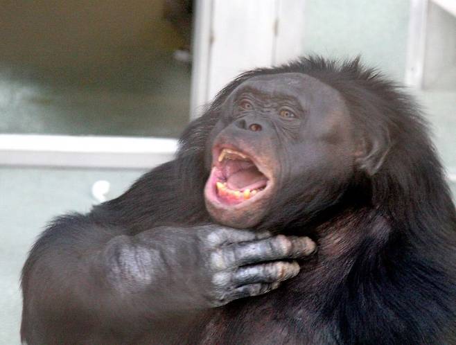 보노보 칸지는 때로 뭔가를 말하려고 시도하지만 발성기관의 구조적인 한계로 자음과 모음을 명쾌히 구분해 발음하지 못해 무슨 말을 하는지 알아들을 수 없다. 보노보의 FOXP2 유전자를 인간형으로 바꿔치기 한다면 이 한계를 극복할 수 있지 않을까. -사진 제공 위키피디아