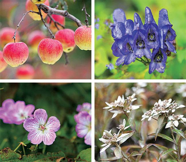 위 왼쪽 사진부터 진부령 흘리 마을의 최북단 사과농장에서 재배한 홍로 사과, 향로봉 정상 부근에서 만난 투구꽃, 다른 곳의 꽃에다 대면 색이 믿기지 않을 만큼 짙은 둥근이질풀, 향로봉 일대에 군락을 이뤄 자라는 산솜다리. 흔히 ‘에델바이스’라고 불리는 꽃이다.