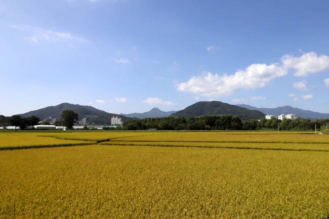 경기 양평 물소리길 (용문산 은행나무길)