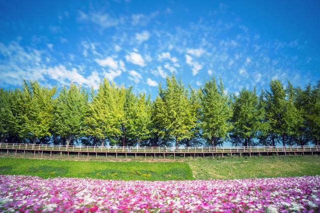 아산 은행나무 문화예술의 거리