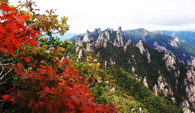 26일 국립공원 설악산 공룡능선에서도 붉게 물든 단풍이 관측되고 있다. [연합뉴스]