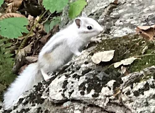 설악산에 나타난 흰 다람쥐 (속초=연합뉴스) 지난달 25일 강원 속초시 설악산국립공원 내 설악폭포 인근에서 온몸이 흰색을 띤 다람쥐가 발견됐다. 설악산국립공원사무소는 이 다람쥐가 멜라닌 색소 결핍증인 알비노(Albino) 현상으로 몸이 하얗다고 설명했다. 2018.10.3 [설악산국립공원사무소 제공]      yangdoo@yna.co.kr  (끝)
