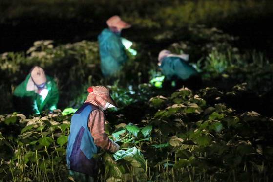 추석을 앞두고 전남 영광 지역 이주여성과 농민들이 새벽 어둠이 깔린 밭 사이를 다니며 모싯잎을 따고 있다. 기존 송편에 모싯잎을 넣은 송편은 한해 280억 원어치가 전국으로 팔려나간다. [프리랜서 장정필]